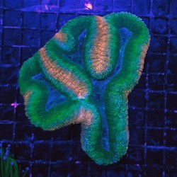 Lobophyllia Splitcolor Ultra para acuario marino | Barcelona Reef