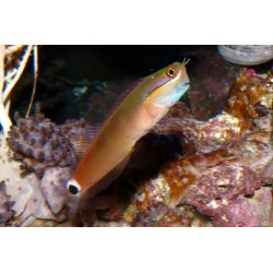 Ecsenius Stigmatura | Barcelona Reef