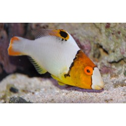 Comprar Cetoscarus Bicolor M online en Barcelona Reef