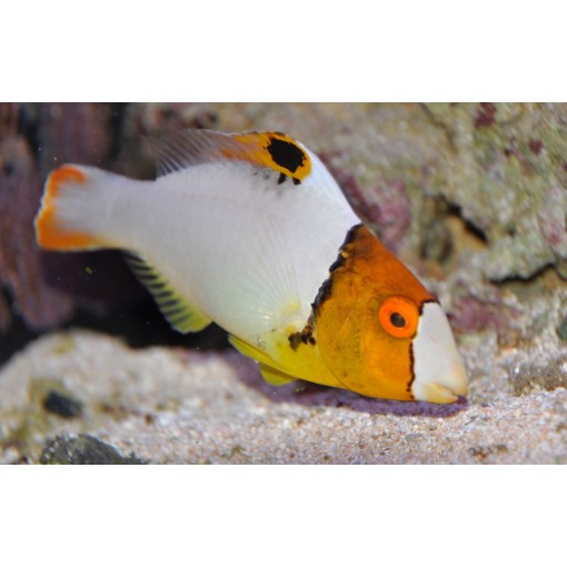 Cetoscarus Bicolor para acuario marino | Barcelona Reef