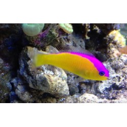 Comprar Pictichromis Diadema online en Barcelona Reef
