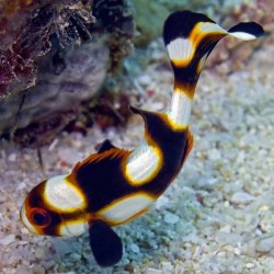 Plectorhinchus Orientalis M | Barcelona Reef