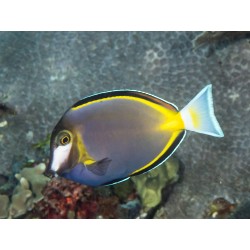Comprar Acanthurus Japonicus M online en Barcelona Reef