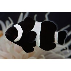 Comprar Amphiprion Ocellaris Darwini online en Barcelona Reef