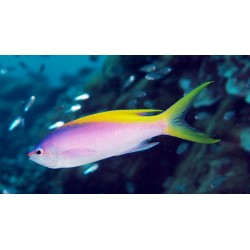 Comprar Pseudanthias Evansi online en Barcelona Reef