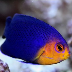 Comprar Centropyge Argi M online en Barcelona Reef