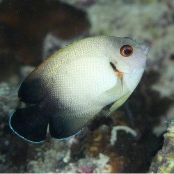 Comprar Centropyge Vroliki M online en Barcelona Reef