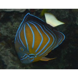 Comprar Pomacanthus Annularis XXL 18cms Adulto online en Barcelona Reef
