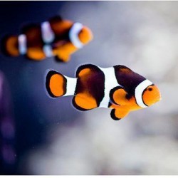 Comprar Amphiprion Ocellaris Darwin Black M online en Barcelona Reef