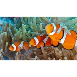 Comprar Amphiprion Ocellaris M/L online en Barcelona Reef
