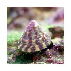 Comprar copy of Alpheus SP online en Barcelona Reef