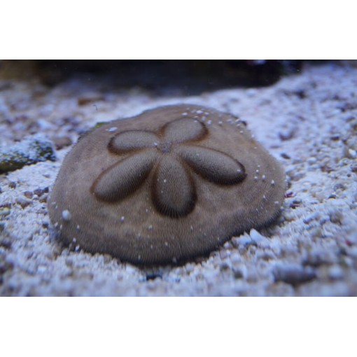 Clypeaster Humilis para acuario marino | Barcelona Reef