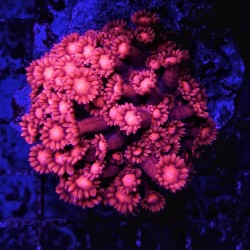 Goniopora Ultra Red stock real para acuario marino | Barcelona Reef