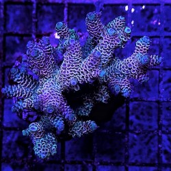 Acropora Sp stock real