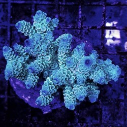 Acropora Sp stock real