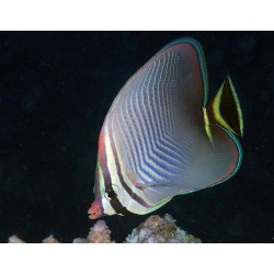 Chaetodon Triangulum | Barcelona Reef