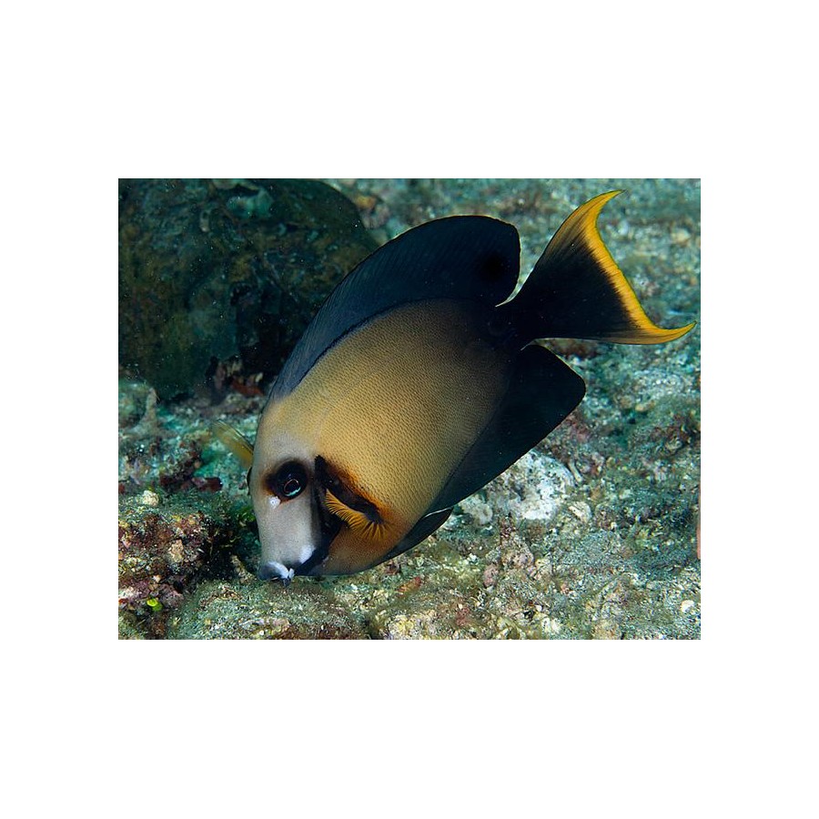 Acanthurus Pyroferus M (Chocolate Surgeonfish)