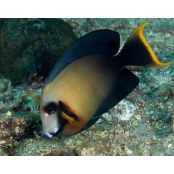 Comprar Acanthurus Pyroferus M (Chocolate Surgeonfish) online en Barcelona Reef