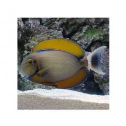 Acanthurus Bariene M/L | Barcelona Reef