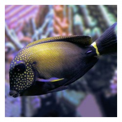 Comprar copy of Acanthurus Tennenti M online en Barcelona Reef