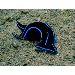 copy of Holothuria Sp. Negra para acuario marino | Barcelona Reef