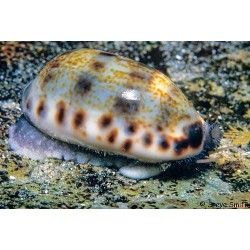 Comprar copy of Apolemichthys Trimaculatus L online en Barcelona Reef