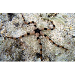 Ophioderma  Appressum para acuario marino | Barcelona Reef