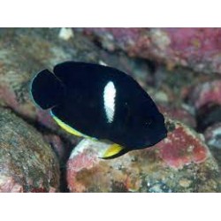 Comprar Centropyge Tibicen M online en Barcelona Reef