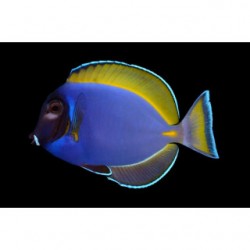 Comprar Acanthurus Híbrido Leucosternon/Nigricans SM online en Barcelona Reef