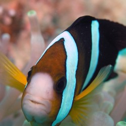 Comprar copy of Amphiprion Clarkii Salvaje online en Barcelona Reef