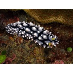 Phyllidia sp | Barcelona Reef