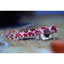 Synchiropus Marmoratus | Barcelona Reef