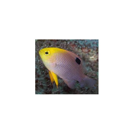 copy of Nemateleotris Decora para acuario marino | Barcelona Reef