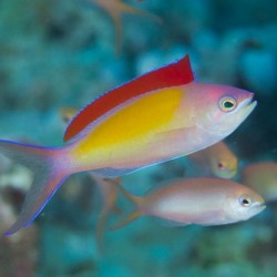 copy of Anthias Squamipinnis Male