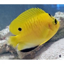 Comprar Apolemichthys Trimaculatus S online en Barcelona Reef