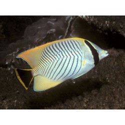 Comprar Chaetodon Trifascialis L online en Barcelona Reef