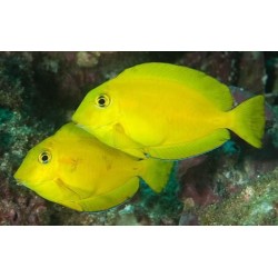 Comprar Acanthurus Olivaceus Juvenil S online en Barcelona Reef