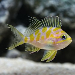 copy of Anthias Squamipinnis Male