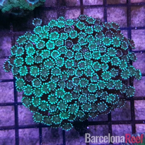 Alveopora SP Green para acuario marino | Barcelona Reef