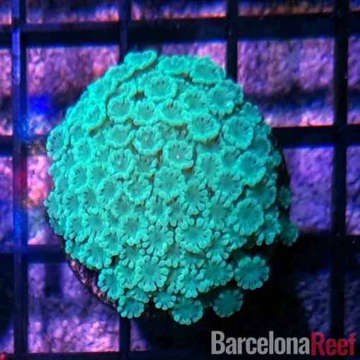Alveopora SP para acuario marino | Barcelona Reef