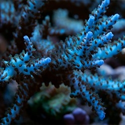 Corales SPS