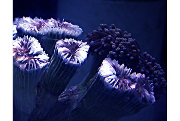 ¿Por qué se muere mi coral?